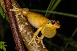 116-Pengyilleyia tyleri